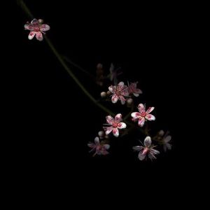 三人闺蜜名一男二女
